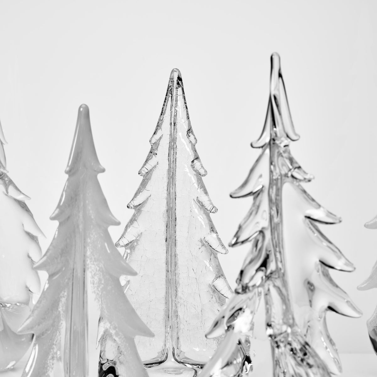 Winter Solstice Forest