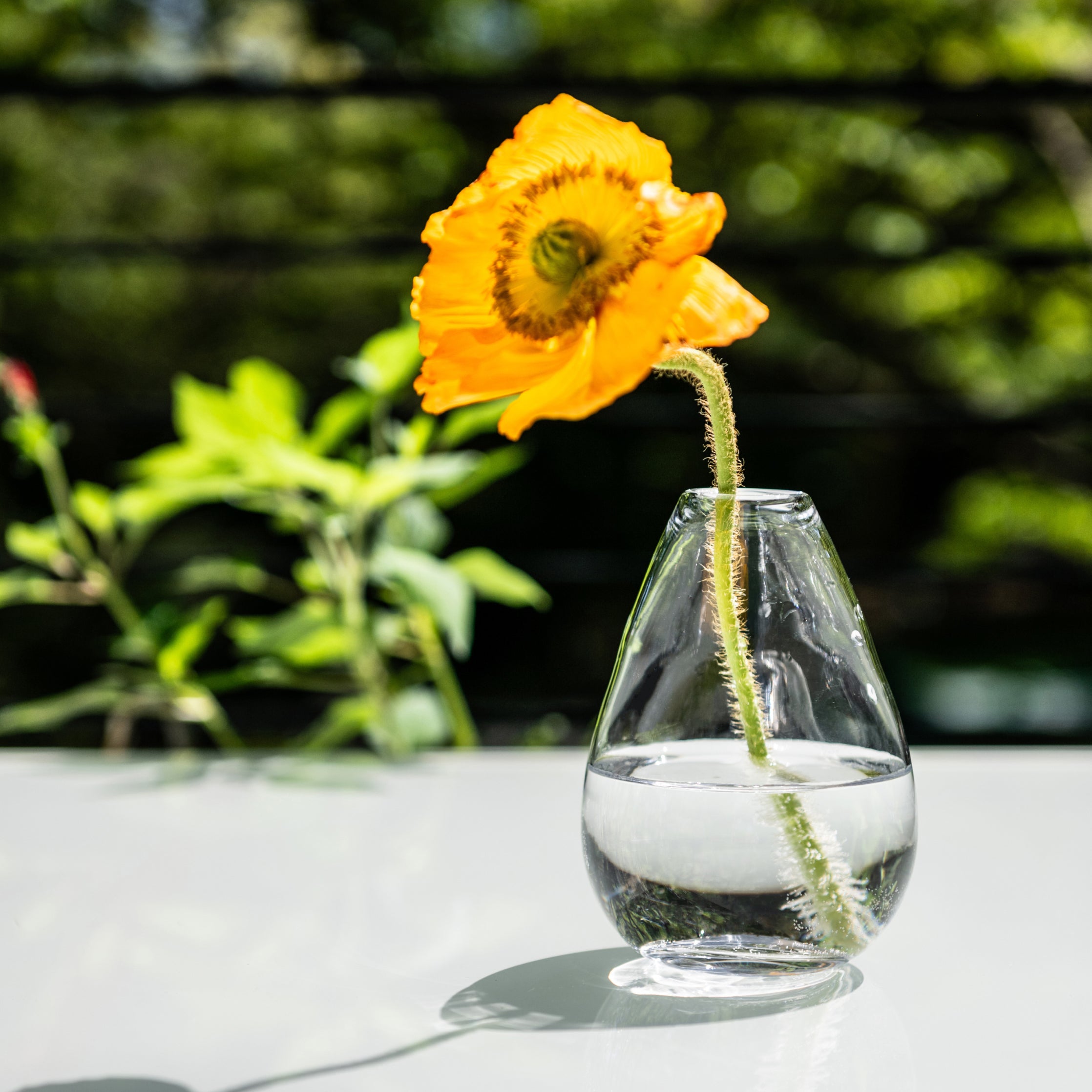 Yellow poppy flower with green stem in clear glass bud vase filled with water.