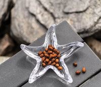 Starfish Dish view 3