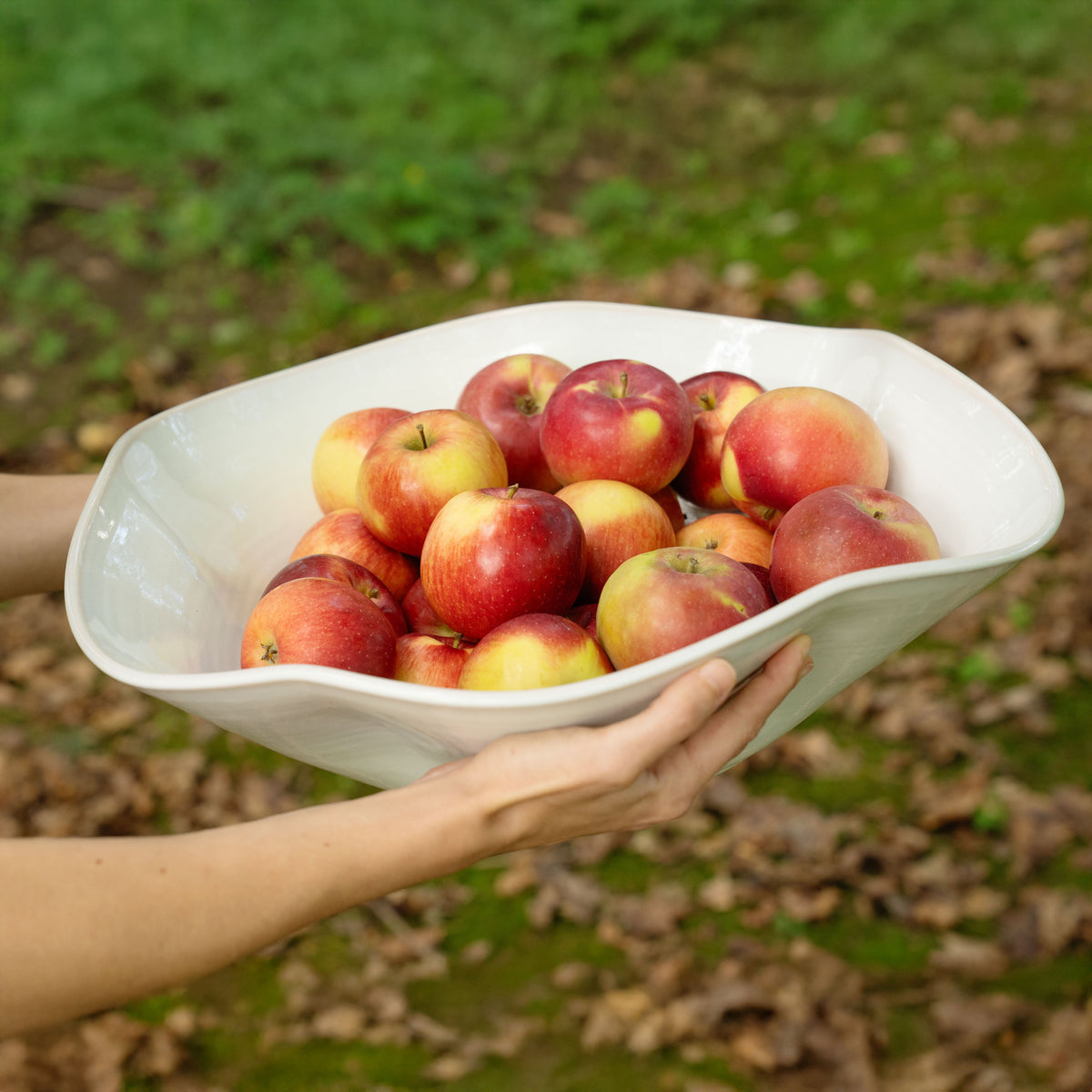 White ceramic bowl with organic curved shape containing red and yellow apples, held in hand outdoors.